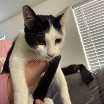 Jasmine -  Tuxedo Cat for Adoption in Las Vegas, Nevada - Jasmine | PetCurious
