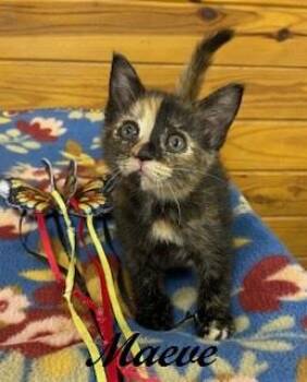 Tortoiseshell Cats Available for Adoption in Southern Pines, North Carolina - Maeve | PetCurious