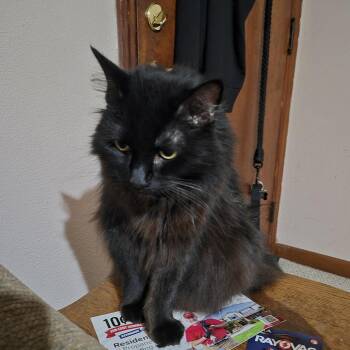 Millie -  Domestic Short Hair Cat for Adoption in Lynchburg, Virginia - Millie | PetCurious