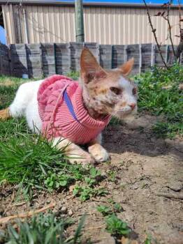 Rescue Domestic Short Hair Cats for Adoption in Knoxville, Tennessee - Malibu | PetCurious