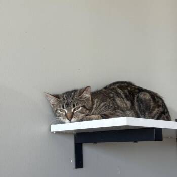 Domestic Short Hair Cats Available for Adoption - Marissa | PetCurious