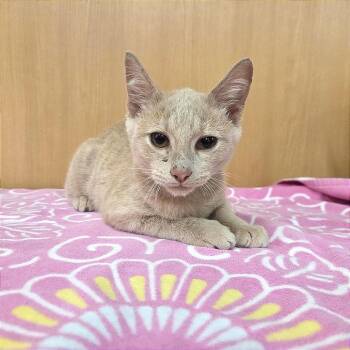 Rusty -  Domestic Short Hair Cat for Adoption in Brentwood, Missouri - Rusty | PetCurious