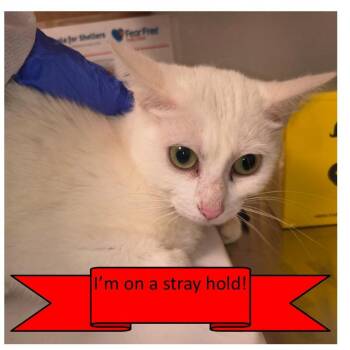 Domestic Short Hair Cats Available for Adoption in Tulsa, Oklahoma - Fluffernutter | PetCurious
