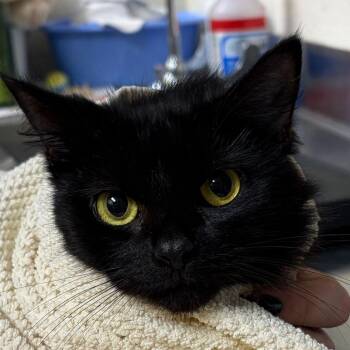 Domestic Short Hair Cats Available for Adoption in Asheville, North Carolina - Airfryer | PetCurious