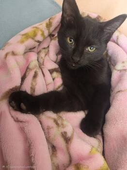 Binx -  Domestic Short Hair Cat for Adoption in Hickory, North Carolina - Binx | PetCurious