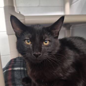 Pluto -  Domestic Short Hair Cat for Adoption in Albert Lea, Minnesota - Pluto | PetCurious
