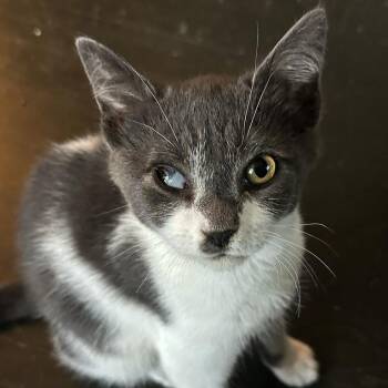 Rescue Domestic Short Hair Cats for Adoption in Stamford, Connecticut - Tigey & Scout: Human-centered Purr Machines | PetCurious