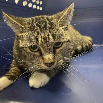 Domestic Short Hair Cats Available for Adoption - Angel | PetCurious