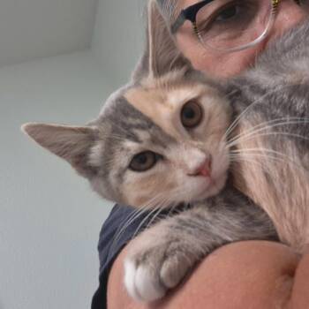 Lacey -  Domestic Short Hair Cat for Adoption in Lodi, California - Lacey | PetCurious