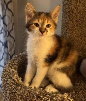 Spark Plug (siblings are Lug Nut and Chassis) -  Calico Cat for Adoption in Brighton, Michigan - Spark Plug (siblings Are Lug Nut And Chassis) | PetCurious