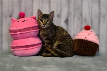 Peggy -  Domestic Short Hair Cat for Adoption in Roanoke, Texas - Peggy | PetCurious