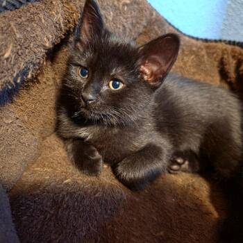 Thor C11615 -  Domestic Short Hair Cat for Adoption - Thor C11615 | PetCurious