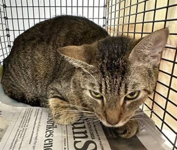 GOLDEN GIRL -  Domestic Short Hair Cat for Adoption in Fort Lauderdale, Florida - GOLDEN GIRL | PetCurious