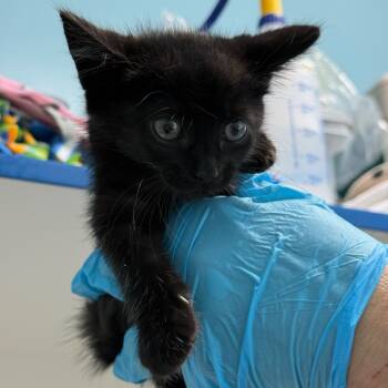 Rescue Domestic Short Hair Cats for Adoption in New Fairfield, Connecticut - Magic | PetCurious