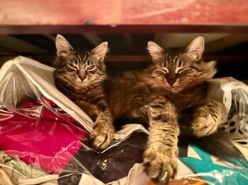 Rescue Tabby Cats for Adoption in Newmarket, Ontario - Reese & Margo | PetCurious