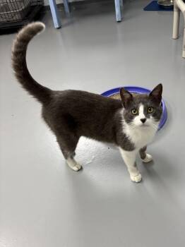 Buddy -  American Shorthair Cat for Adoption in Big Rapids, Michigan - Buddy | PetCurious