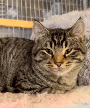 Rescue Domestic Short Hair Cats for Adoption in Belding, Michigan - Curtis | PetCurious