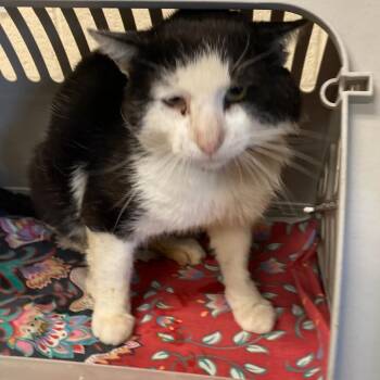 Domestic Short Hair Cats Available for Adoption in Memphis, Tennessee - GUSSY | PetCurious