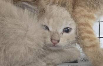 Domestic Short Hair Cats Available for Adoption in Fort Lauderdale, Florida - ARCHIE | PetCurious