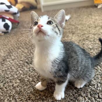 Rescue Domestic Short Hair Cats for Adoption in San Diego, California - Pearl | PetCurious