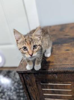 Crissy -  Domestic Short Hair Cat for Adoption in Lewisburg, Tennessee - Crissy | PetCurious