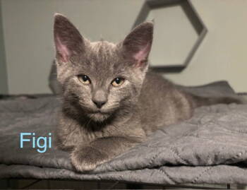 Rescue Domestic Short Hair Cats for Adoption in Naugatuck, Connecticut - Figi | PetCurious