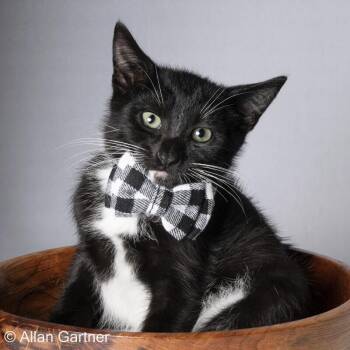 Cinder -  Domestic Short Hair Cat for Adoption in Maryville, Tennessee - Cinder | PetCurious