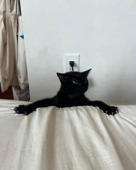 Colette -  American Shorthair Cat for Adoption in New York, New York - Colette | PetCurious