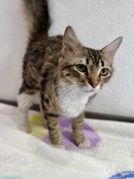 Domestic Medium Hair Cats Available for Adoption in Las Vegas, Nevada - Mirabel | PetCurious