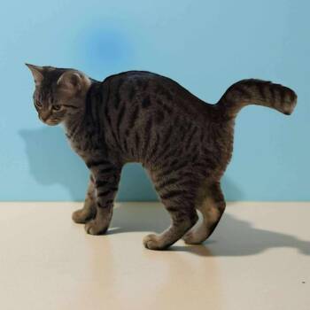 Rescue Domestic Short Hair Cats for Adoption in Sweetwater, Tennessee - Gia | PetCurious