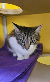 Domestic Short Hair Cats Available for Adoption in Fall River, Massachusetts - Moe | PetCurious