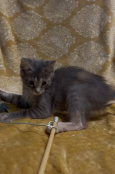 Feta -  Domestic Short Hair Cat for Adoption in Wheaton, Illinois - Feta | PetCurious