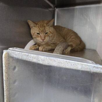 Lemon Grass 26-0597 -  Domestic Short Hair Cat for Adoption in Yanceyville, North Carolina - Lemon Grass 26-0597 | PetCurious
