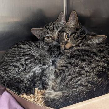 Junior -  Domestic Short Hair Cat for Adoption in Philadelphia, Pennsylvania - Junior | PetCurious