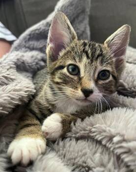 BASTET -  Domestic Short Hair Cat for Adoption in Chula Vista, California - BASTET | PetCurious