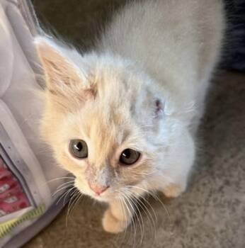 Olaf -  Domestic Medium Hair and Domestic Short Hair Cat for Adoption in Fort Worth, Texas - Olaf | PetCurious