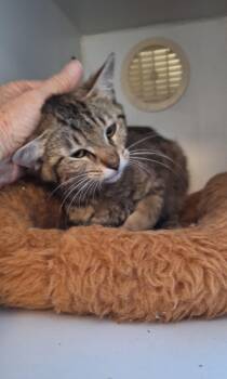 Cherish -  Tabby Cat for Adoption in Stanton, Kentucky - Cherish | PetCurious