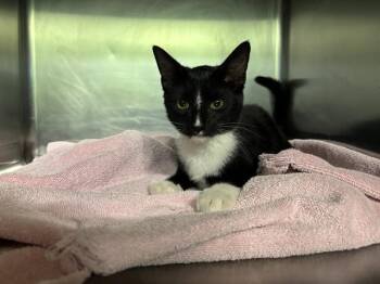 Rescue Domestic Short Hair Cats for Adoption in Grand Prairie, Texas - THE CUDDLENATOR 3000 | PetCurious