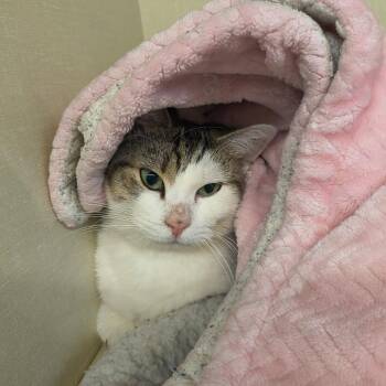 Domestic Short Hair Cats Available for Adoption - Princess | PetCurious