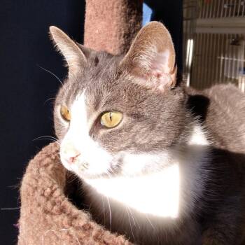 Domestic Short Hair Cats Available for Adoption in Harrisonburg, Virginia - Iris | PetCurious