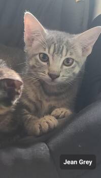 Jean Gray -  Tabby Cat for Adoption in San Antonio, Texas - Jean Gray | PetCurious