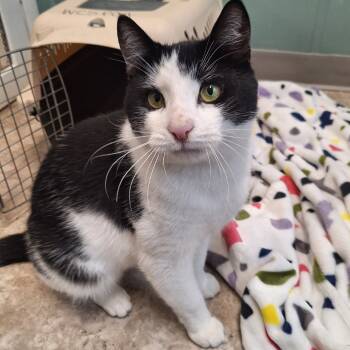 Rescue Domestic Short Hair Cats for Adoption in Attica, New York - Shrek | PetCurious