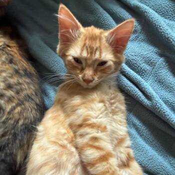 Butterscotch -  Domestic Medium Hair Cat for Adoption in Santa Rosa, California - Butterscotch | PetCurious