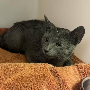 Domestic Short Hair Cats Available for Adoption - 70443 | PetCurious