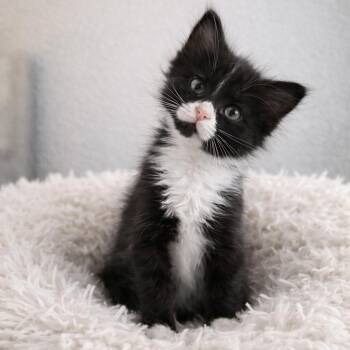 Effie -  Domestic Medium Hair Cat for Adoption in Chandler, Arizona - Effie | PetCurious