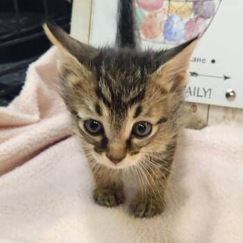 Domestic Short Hair Cats Available for Adoption in Brighton, Missouri - Sven | PetCurious