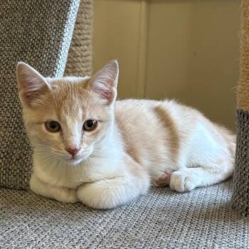 Biscuit -  Domestic Short Hair Cat for Adoption in Grantsville, Utah - Biscuit | PetCurious