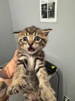 Taipan -  Domestic Short Hair Cat for Adoption in Bloomington, Indiana - Taipan | PetCurious