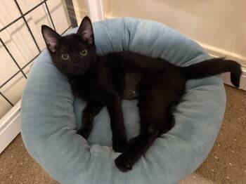 Ashes -  Domestic Short Hair Cat for Adoption in Millcreek, Utah - Ashes | PetCurious