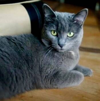Russian Blue Cats Available for Adoption - Smokey | PetCurious